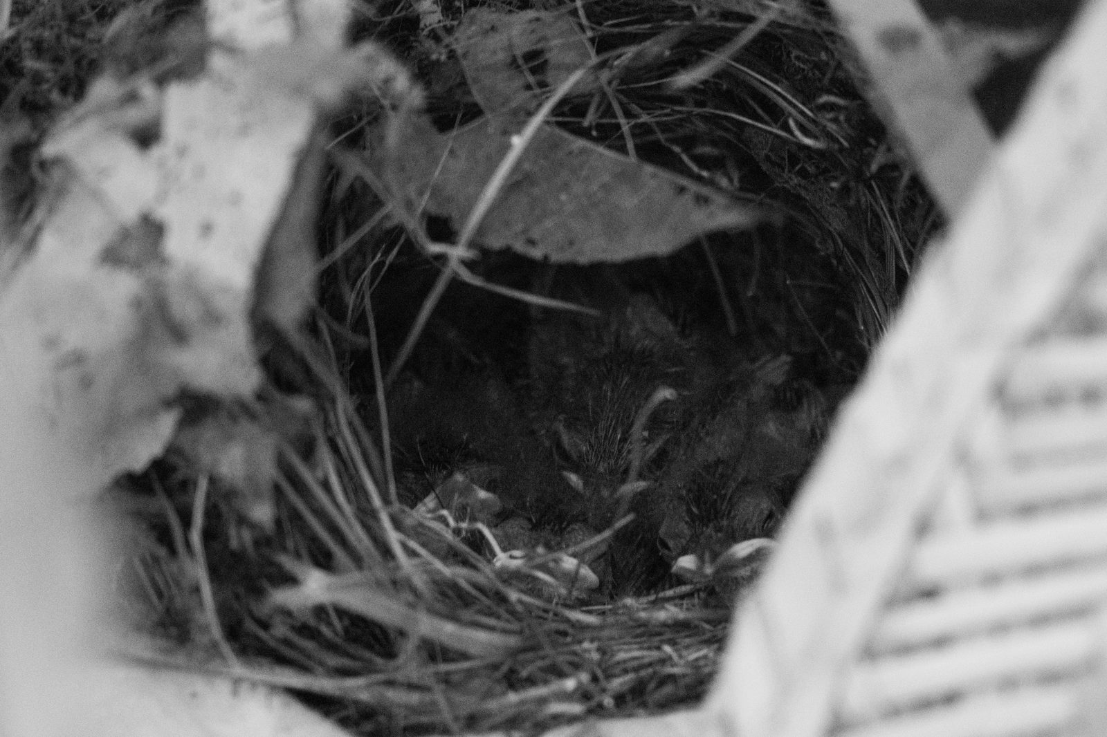 Southern house behind fence