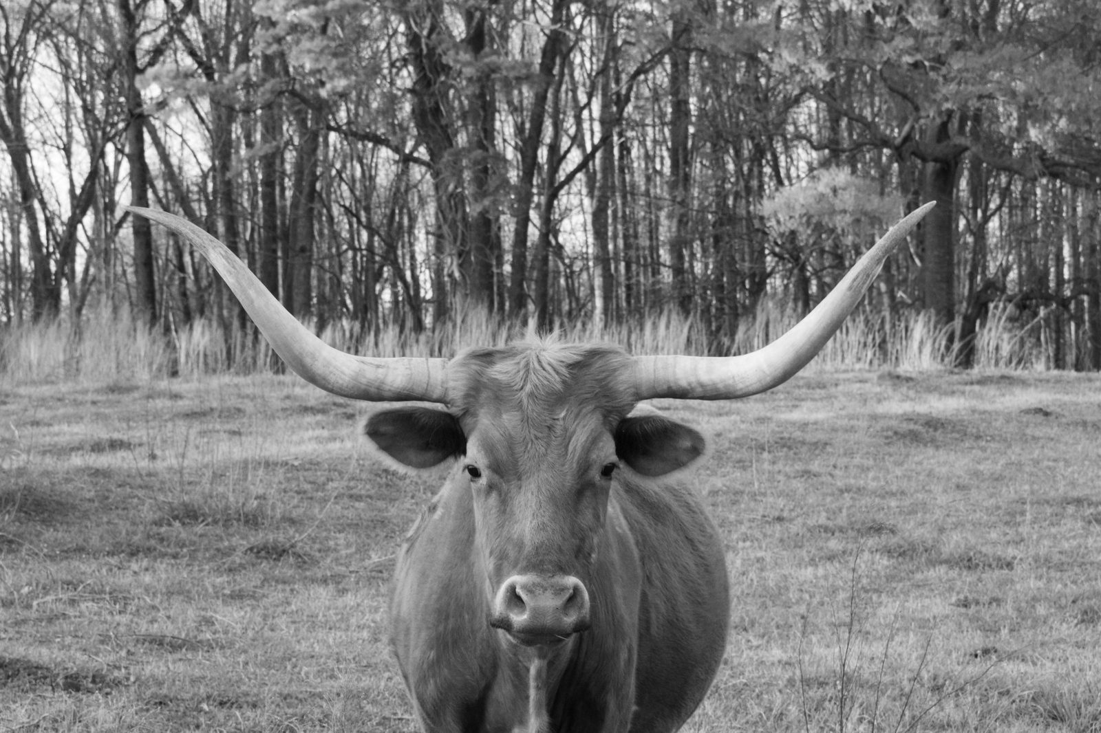Longhorn portrait